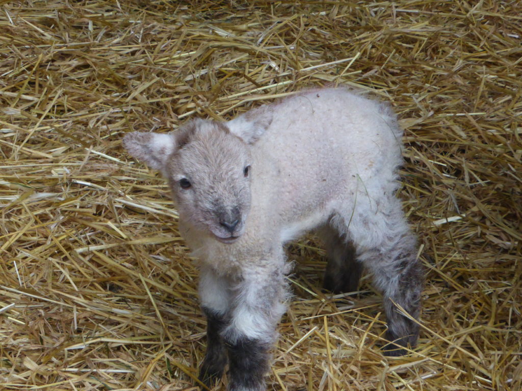 Lambing Season St Fagans Cardiff