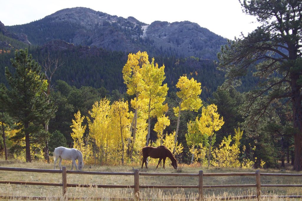 Maroon Bells Horseback Riding