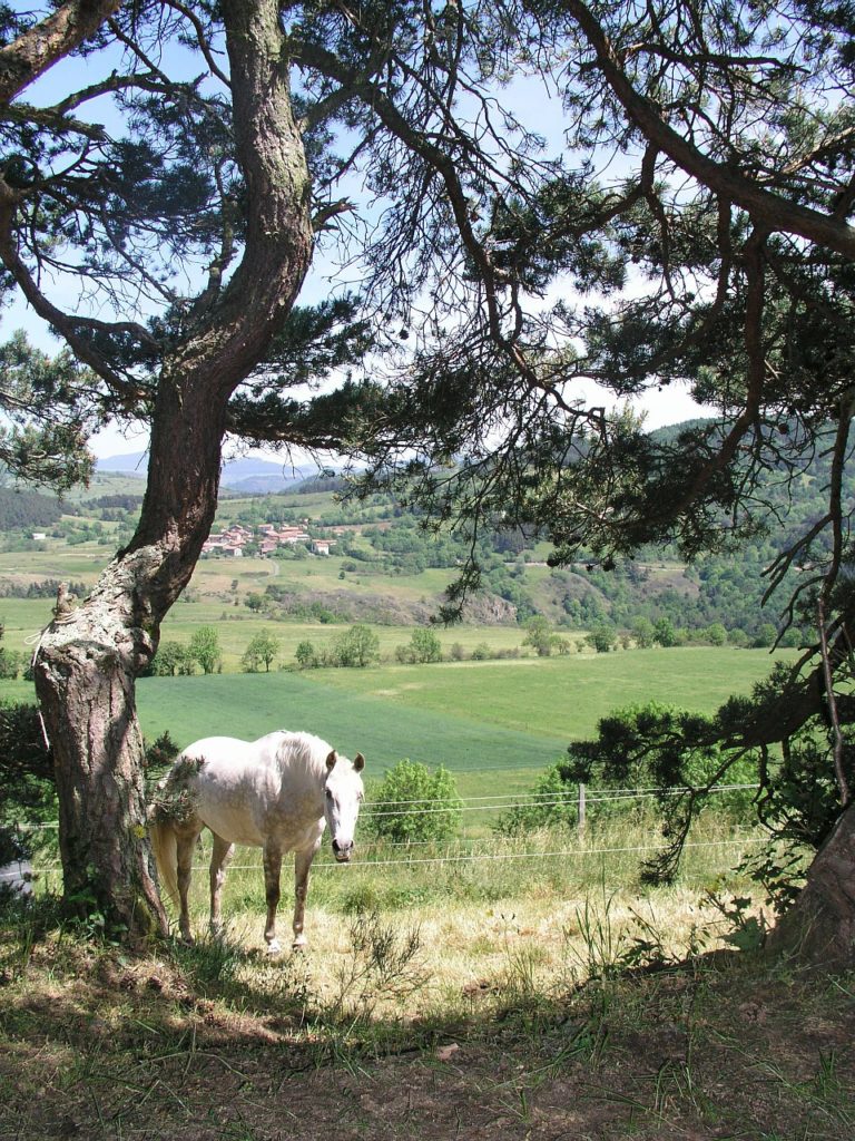 Loire Valley Horseback Riding