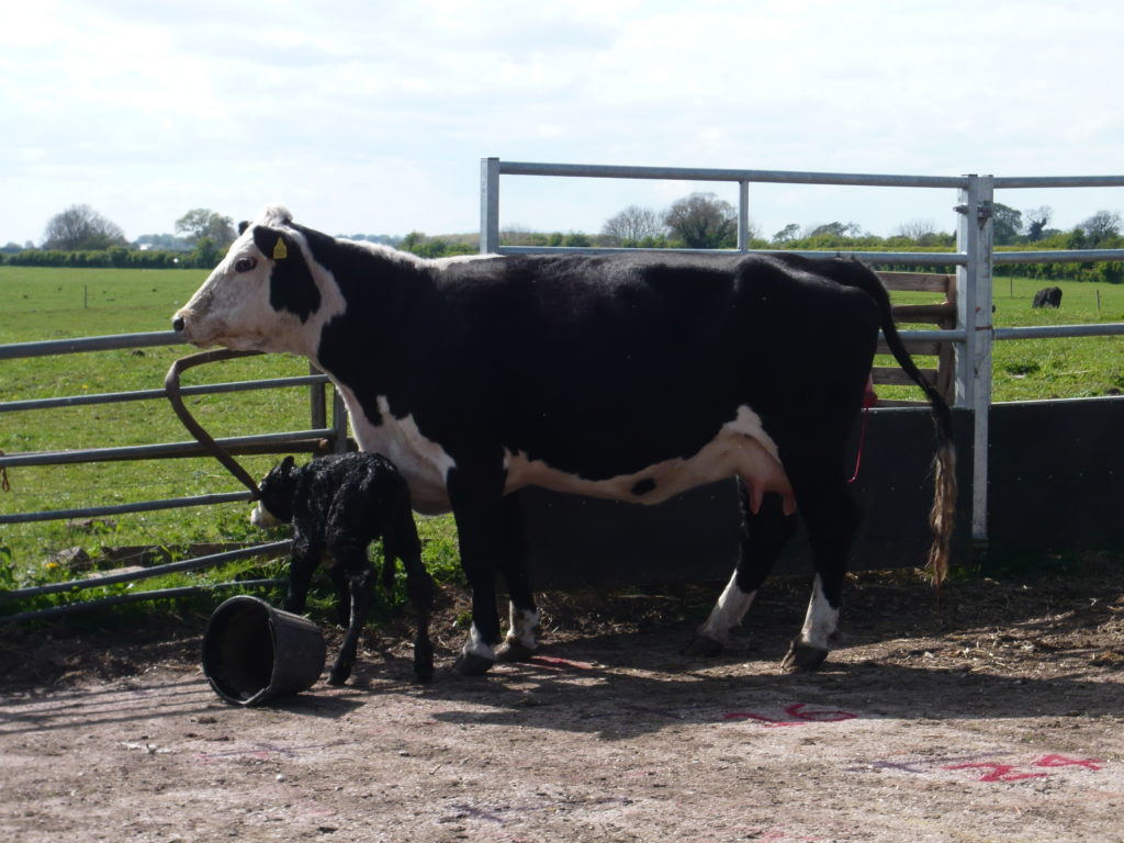 Spring Fete Fordhall Farm Baby Calf