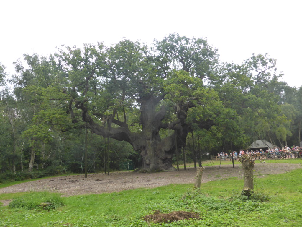 Romantic Nottingham Major Oak Sherwood Forest