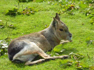 Romantic Staffordshire Moorlands Peak Wildlife Park