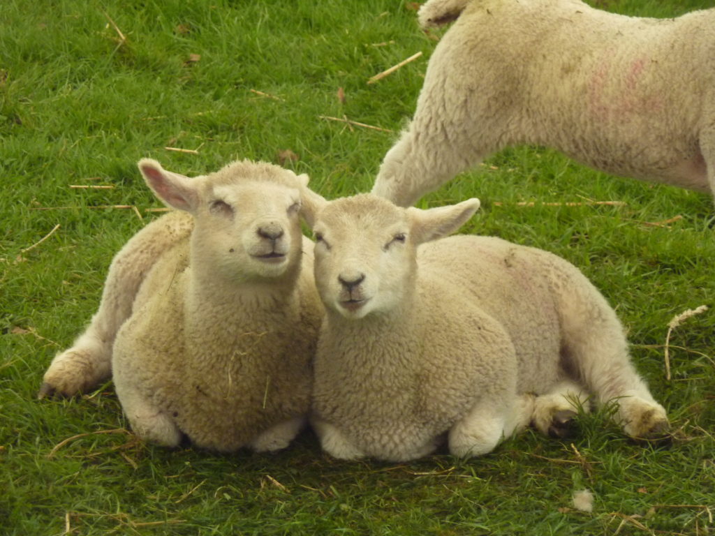 Spring Fete Fordhall Farm Lambs