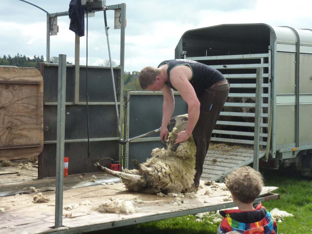 Spring Fete Fordhall Farm Sheep Shearing