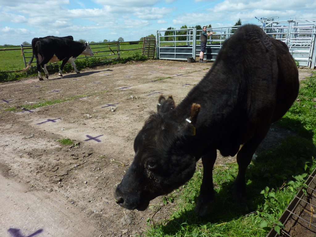 Spring Fete Fordhall Farm Cow Pat Bingo