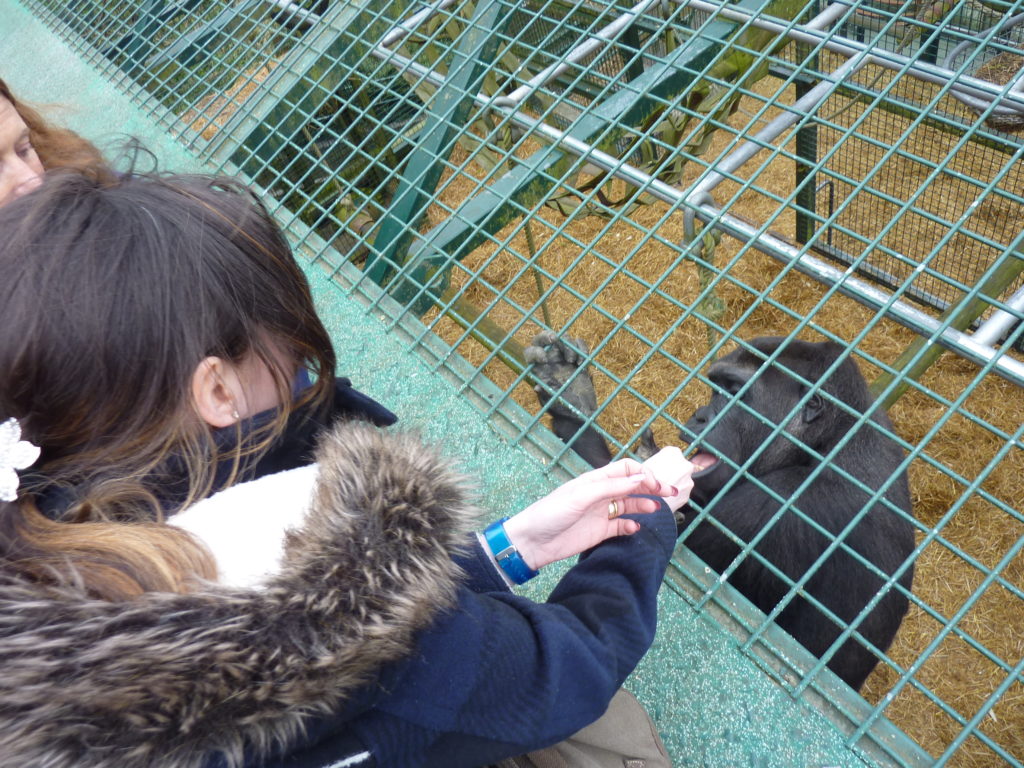 Romantic Kent Port Lympne Wild Animal Park Gorilla Encounter