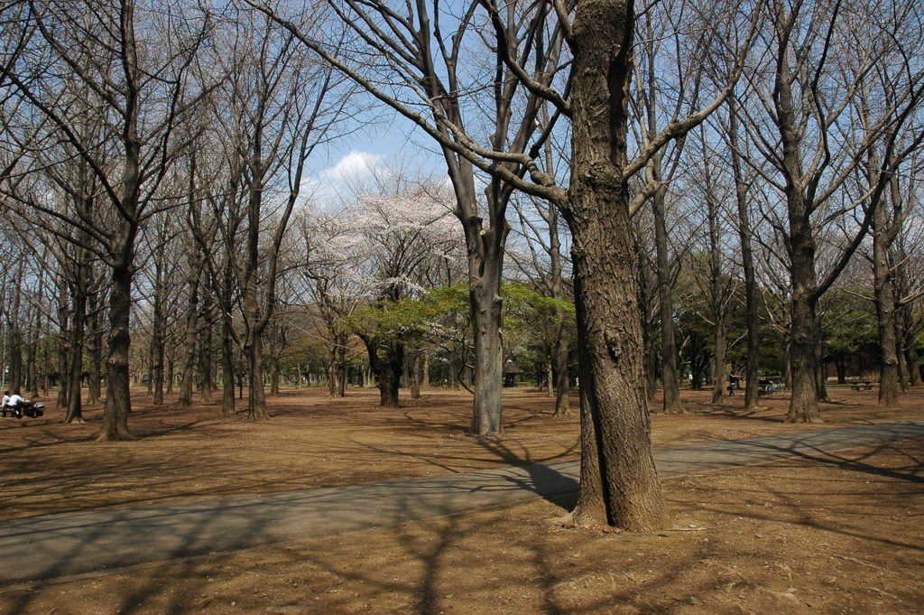 Best Picnic Spots World Yoyogi Park Tokyo Japan