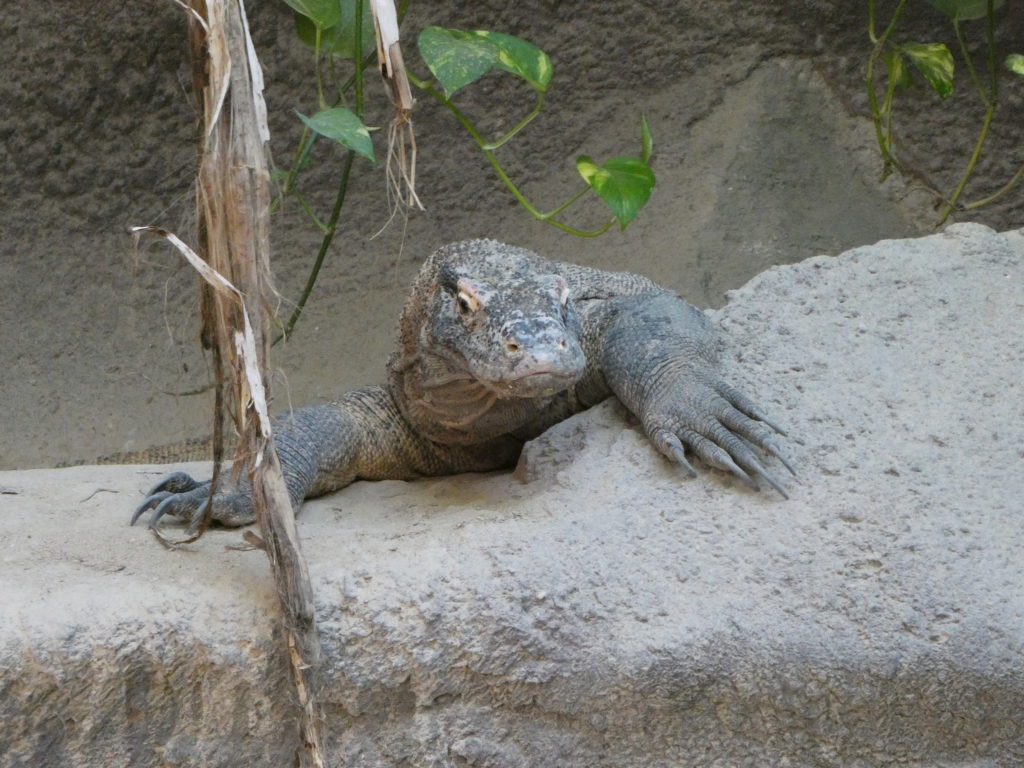 Prague Zoo Czech Republic - Komodo Dragon