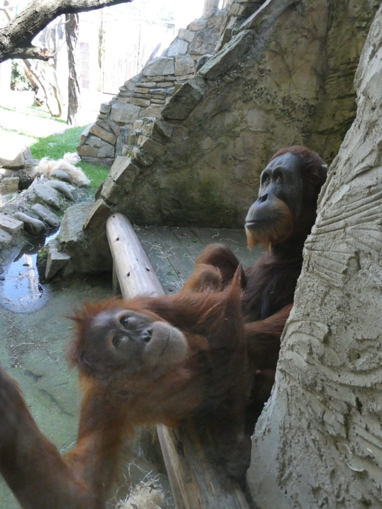 Prague Zoo Czech Republic - Orangutans