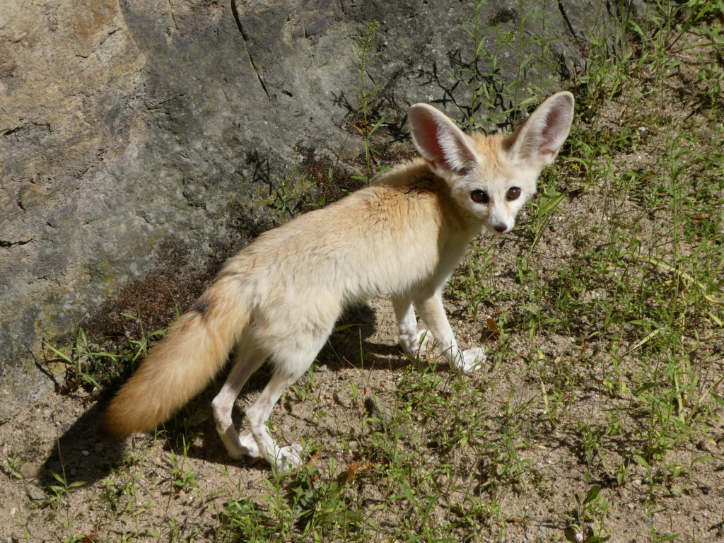 Prague Zoo Czech Republic - Fennec Fox