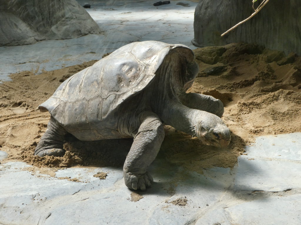 Prague Zoo Czech Republic - Giant Tortoise