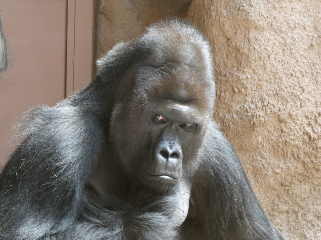 Prague Zoo Czech Republic - Silverback Gorilla