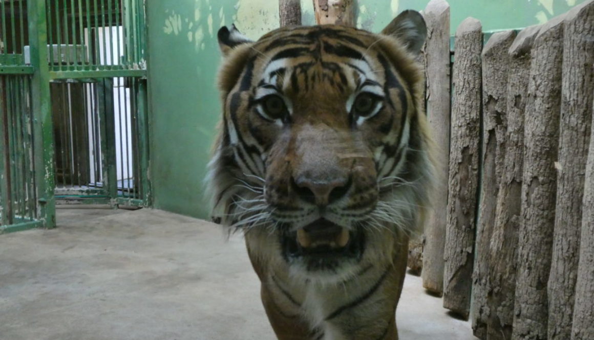 Prague Zoo Czech Republic - Tiger