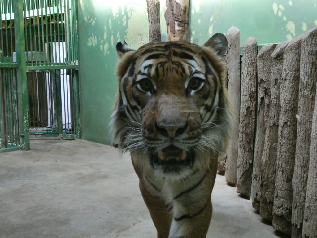 Prague Zoo Czech Republic - Tiger