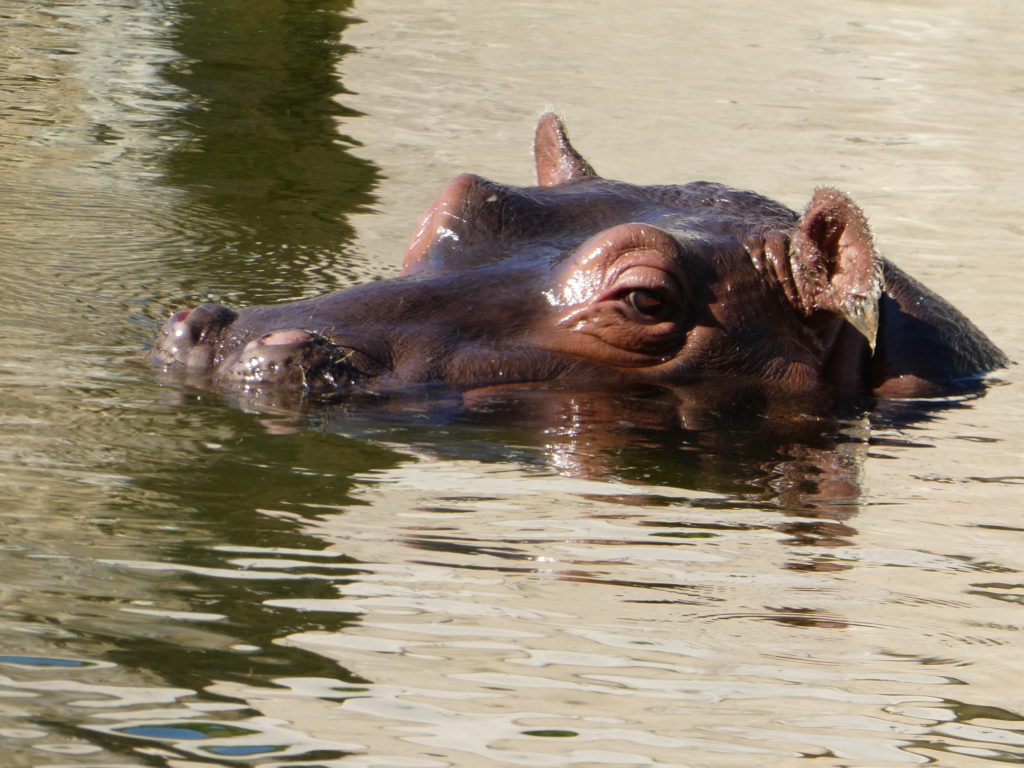 Prague Zoo Czech Republic -Hippopotamus