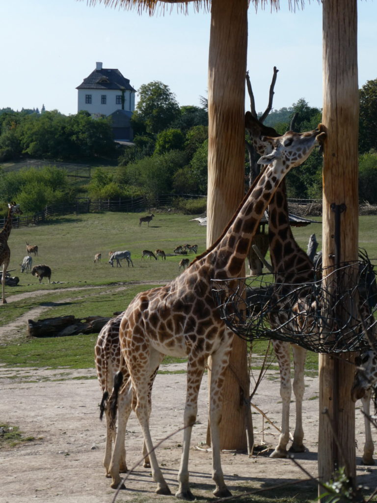 Prague Zoo Czech Republic - Giraffes