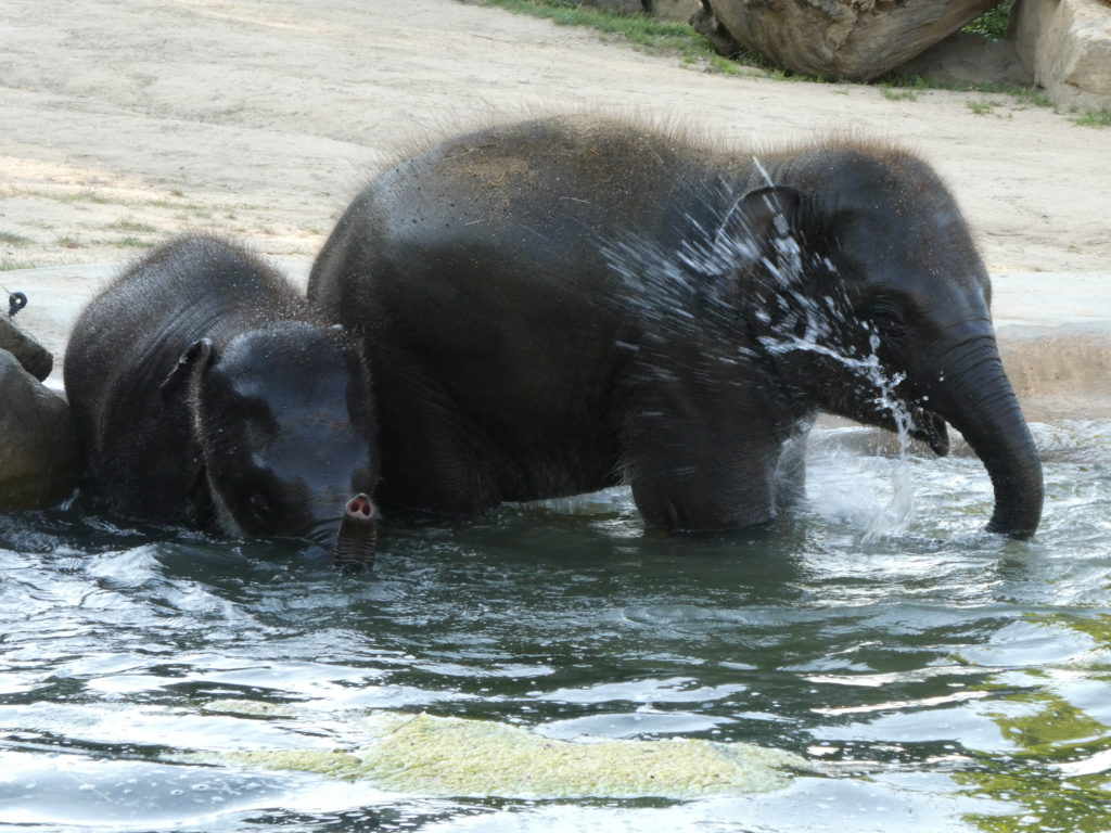 Prague Zoo Czech Republic - Baby Elephants