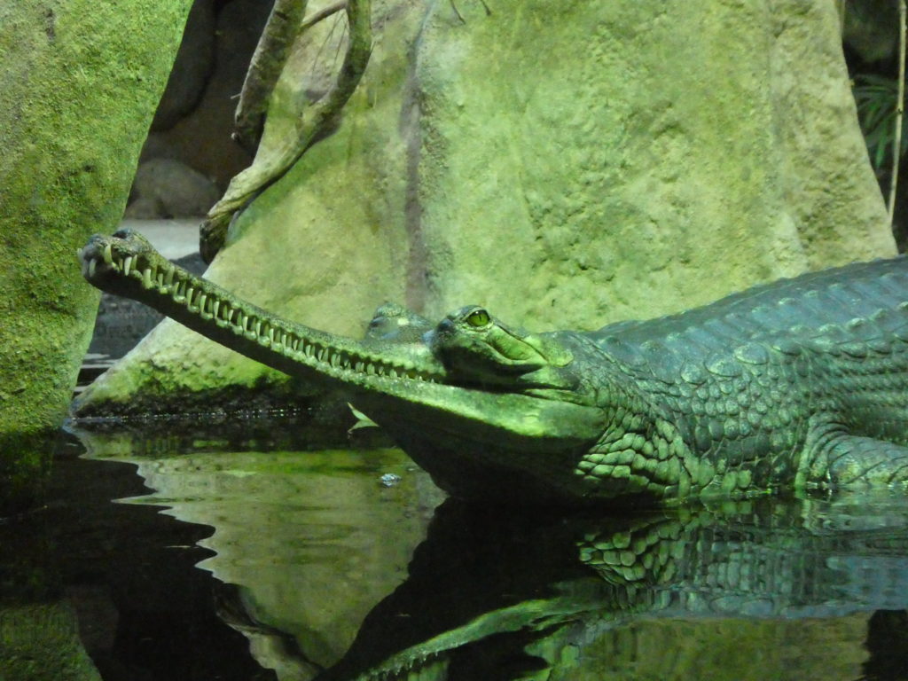 Prague Zoo Czech Republic - Gharial Crocodile