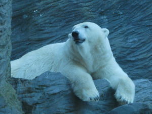 Prague Zoo Czech Republic - Polar Bear