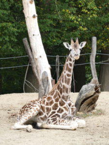 Zlin Czech Republic - Zlin Zoo