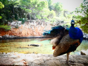 Lokrum Island Dubrovnik Croatia