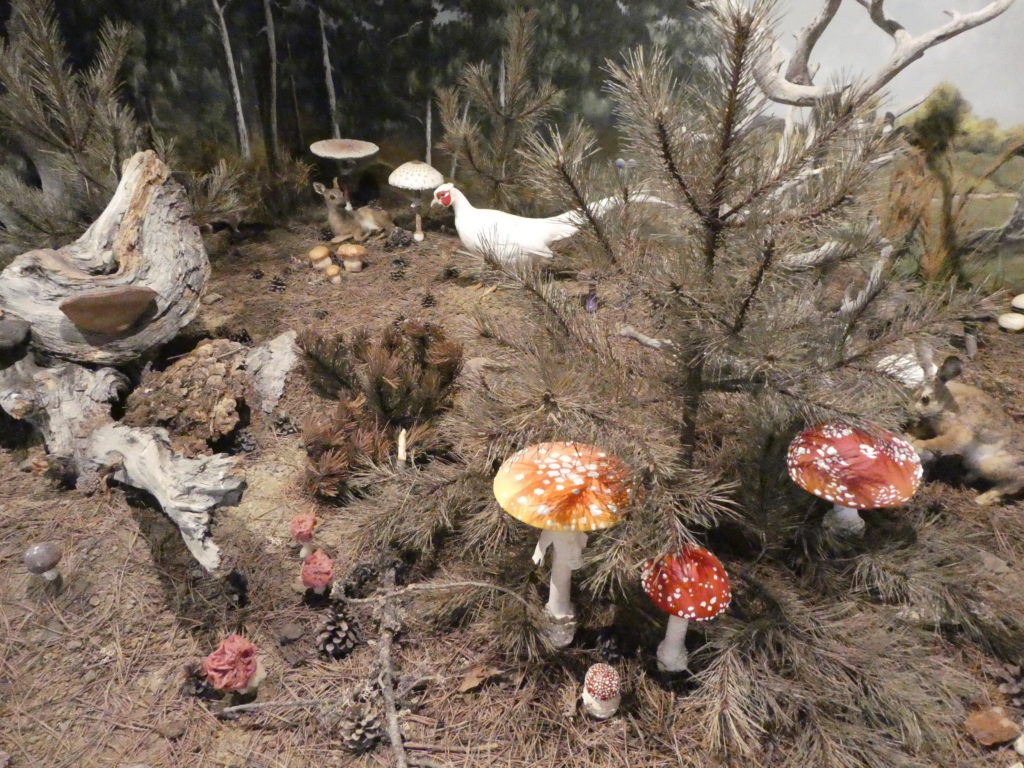 Natural History Museum of Meteora and Mushroom Museum - Meteora, Greece