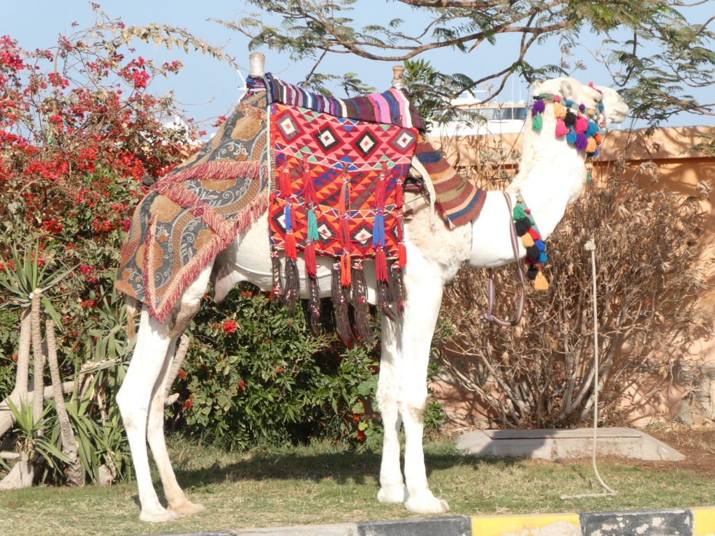Camel - Hurghada, Egypt