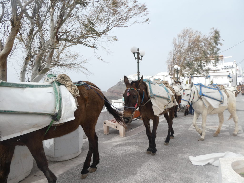 16 Tips for Hiking between Fira and Oia, Santorini, Greece, donkeys